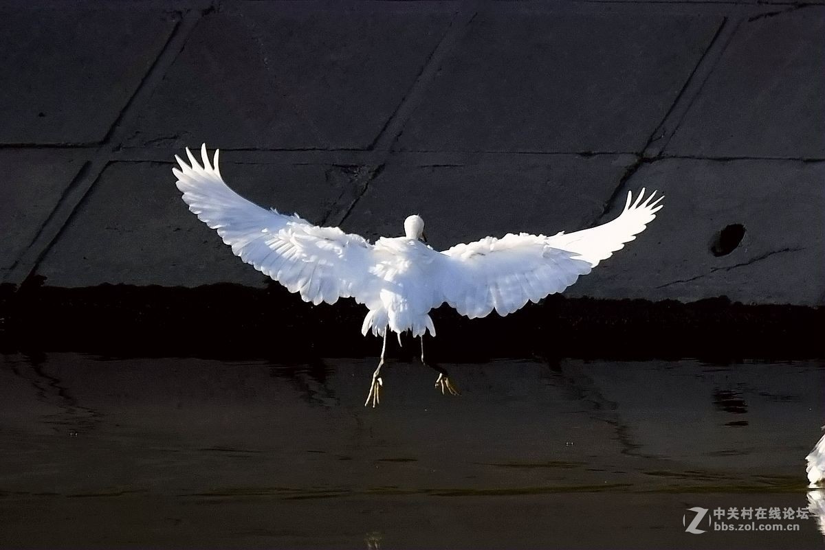 练习抓拍“白鹭”