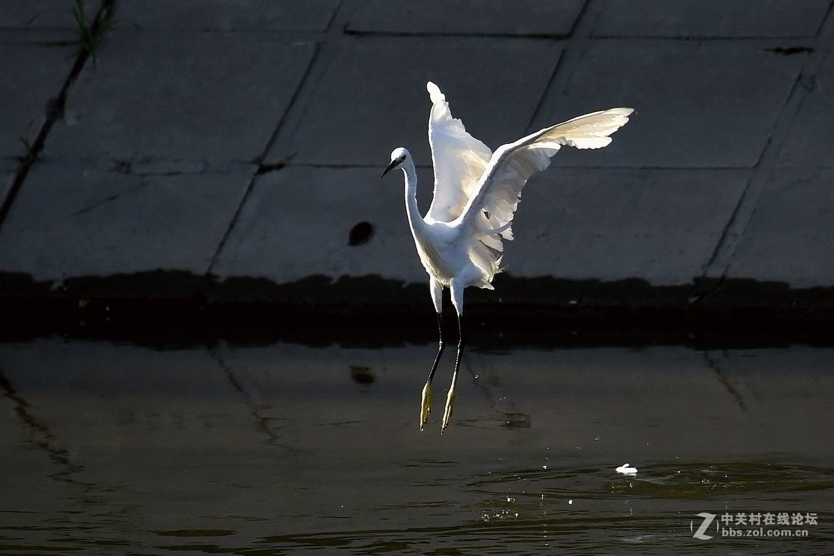 练习抓拍“白鹭”