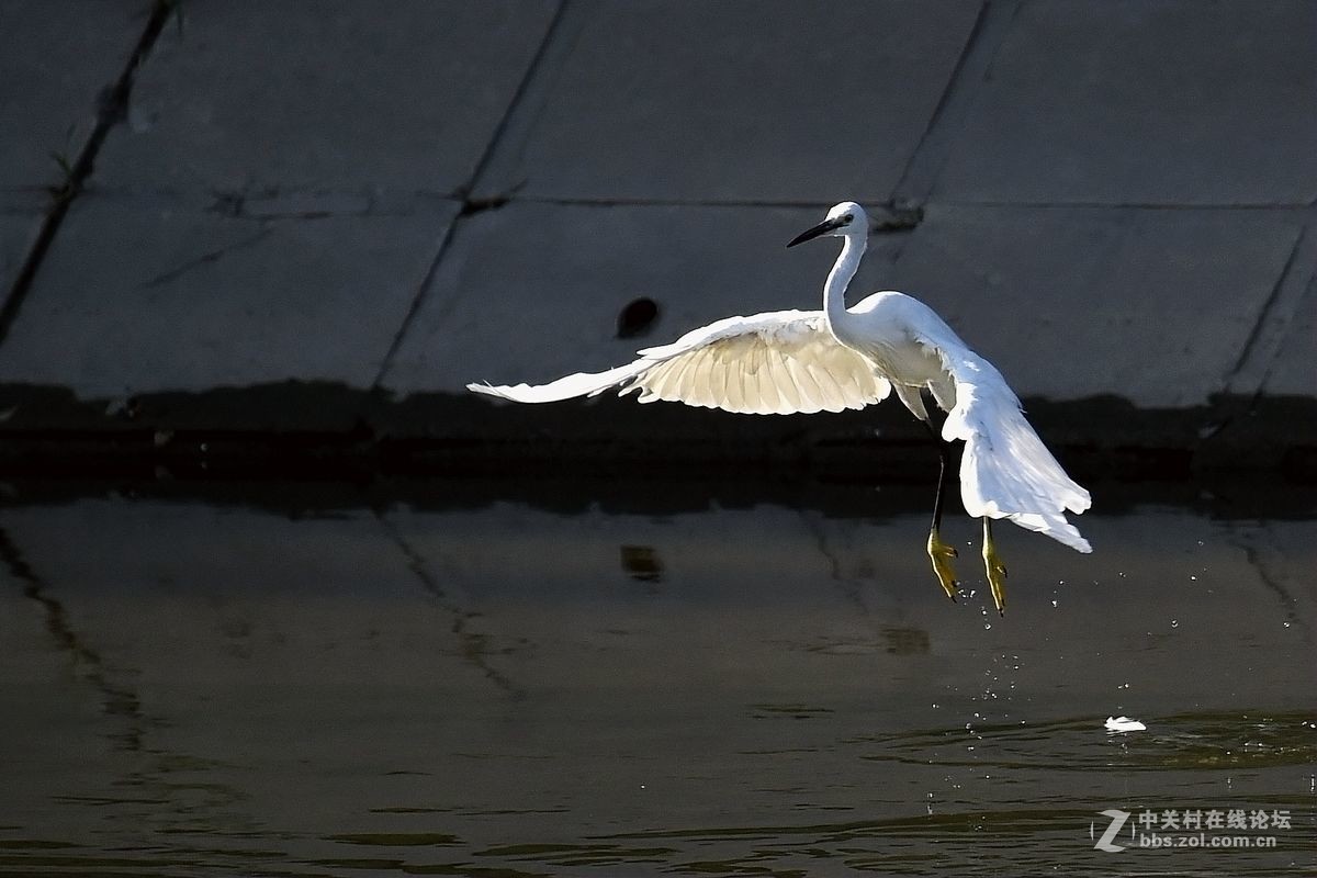 练习抓拍“白鹭”