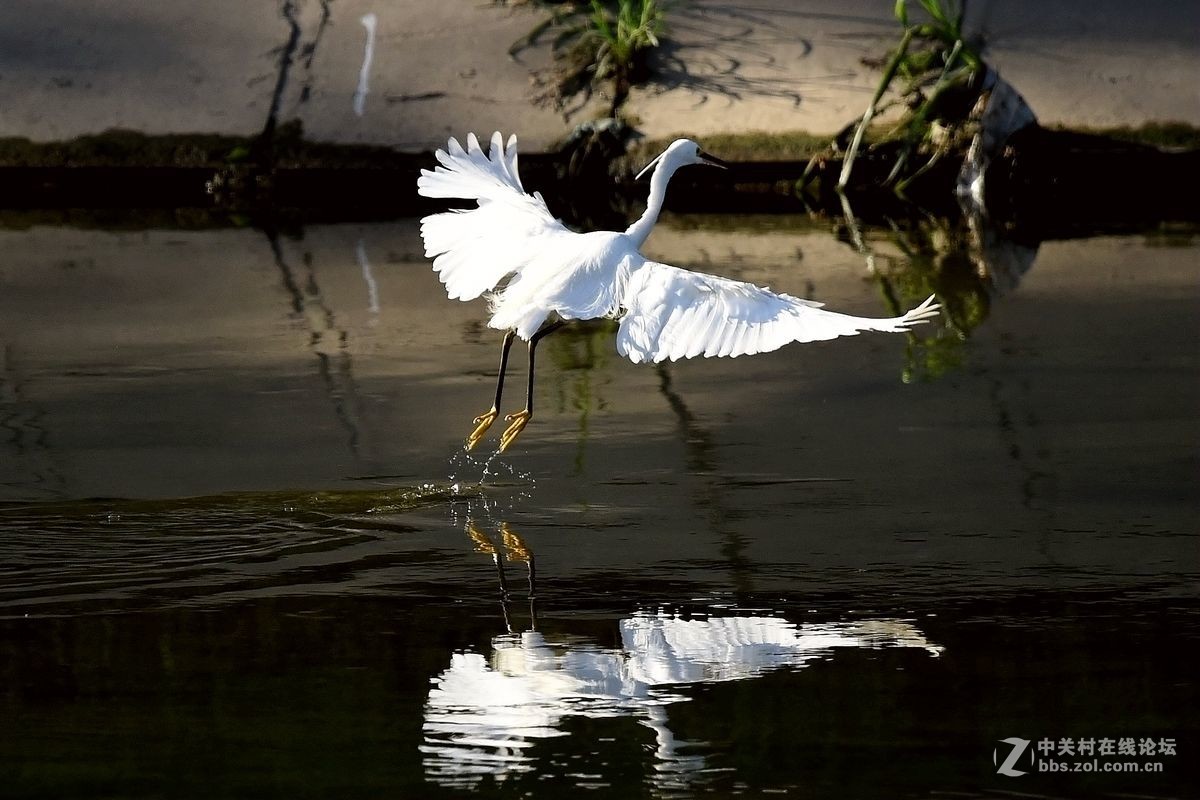 练习抓拍“白鹭”