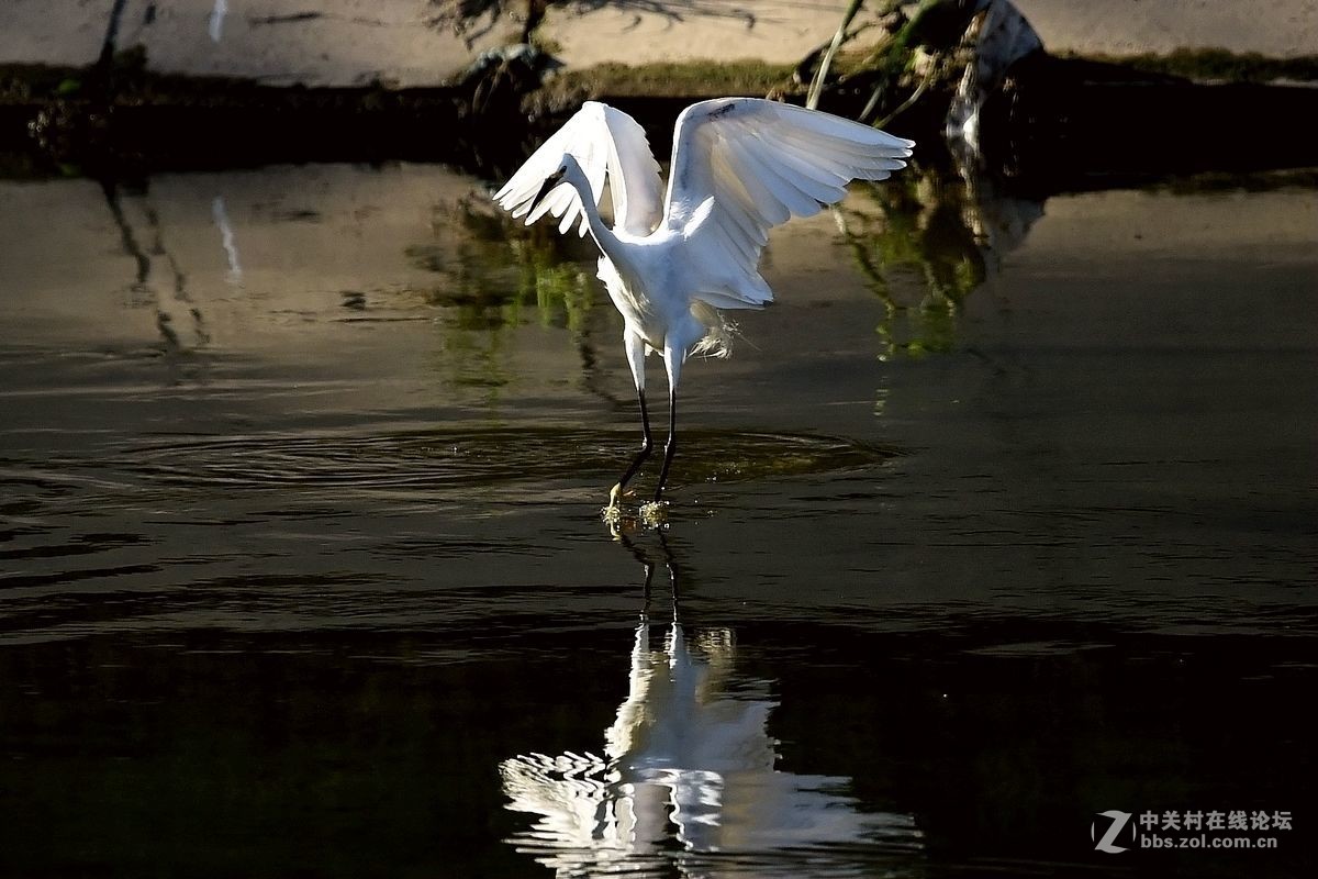 练习抓拍“白鹭”