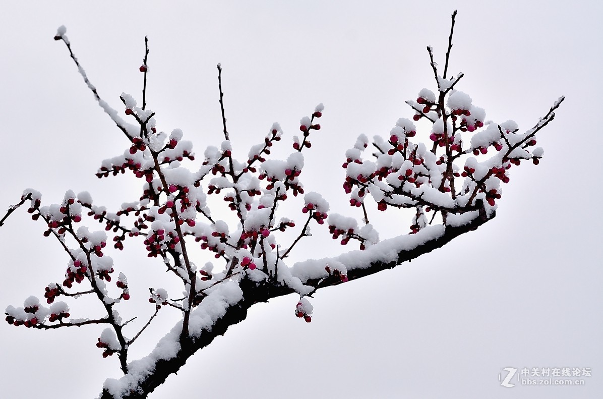 傲雪寒梅家乡下了第二场雪拍的请欣赏