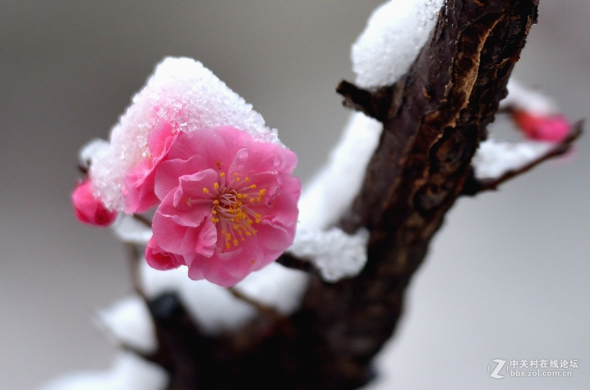 傲雪寒梅家乡下了第二场雪拍的请欣赏