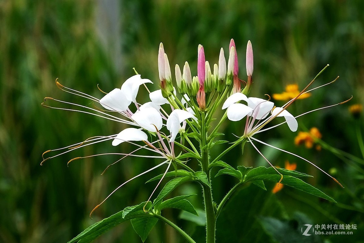 作业片  ------  花