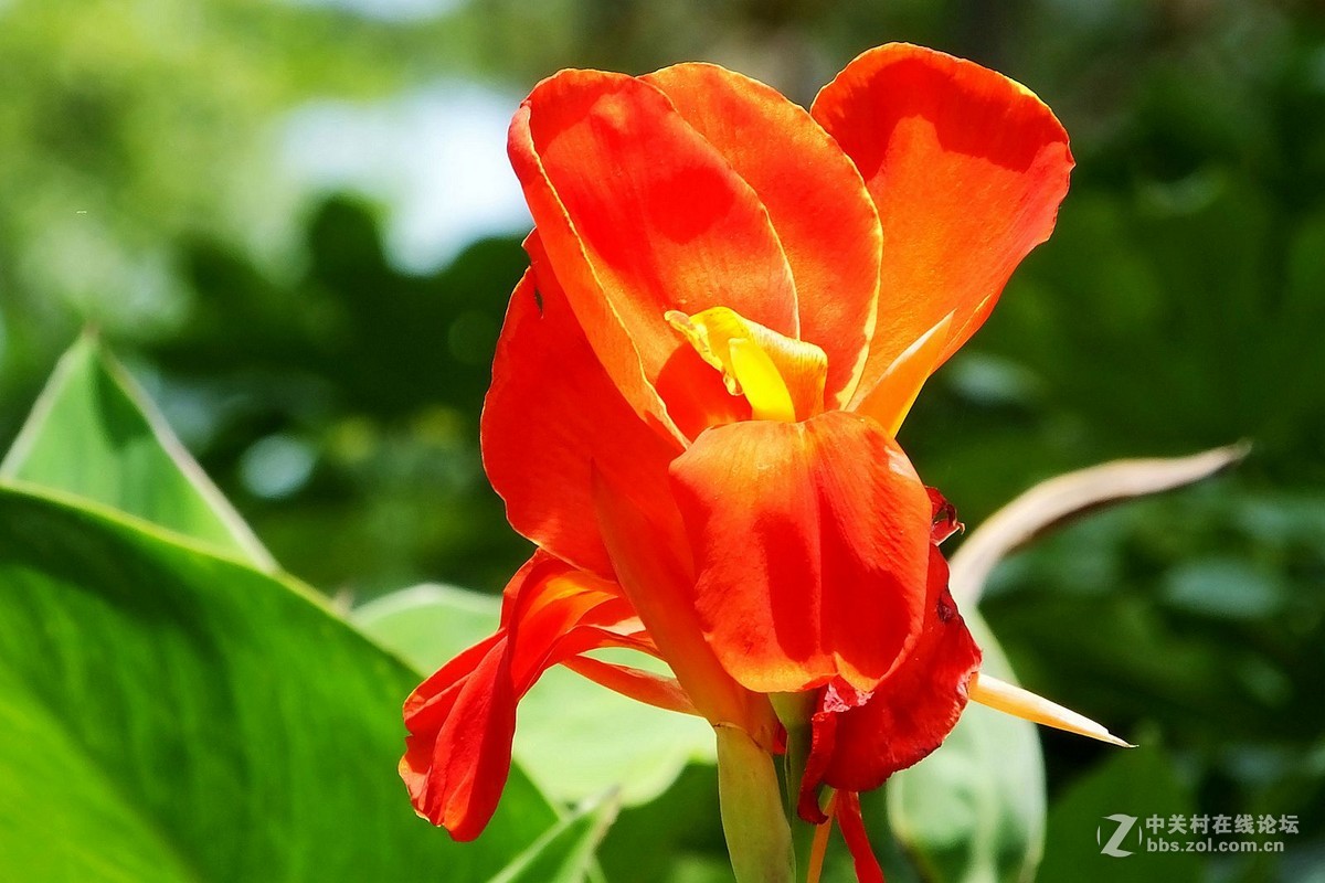 作业片  ------  花