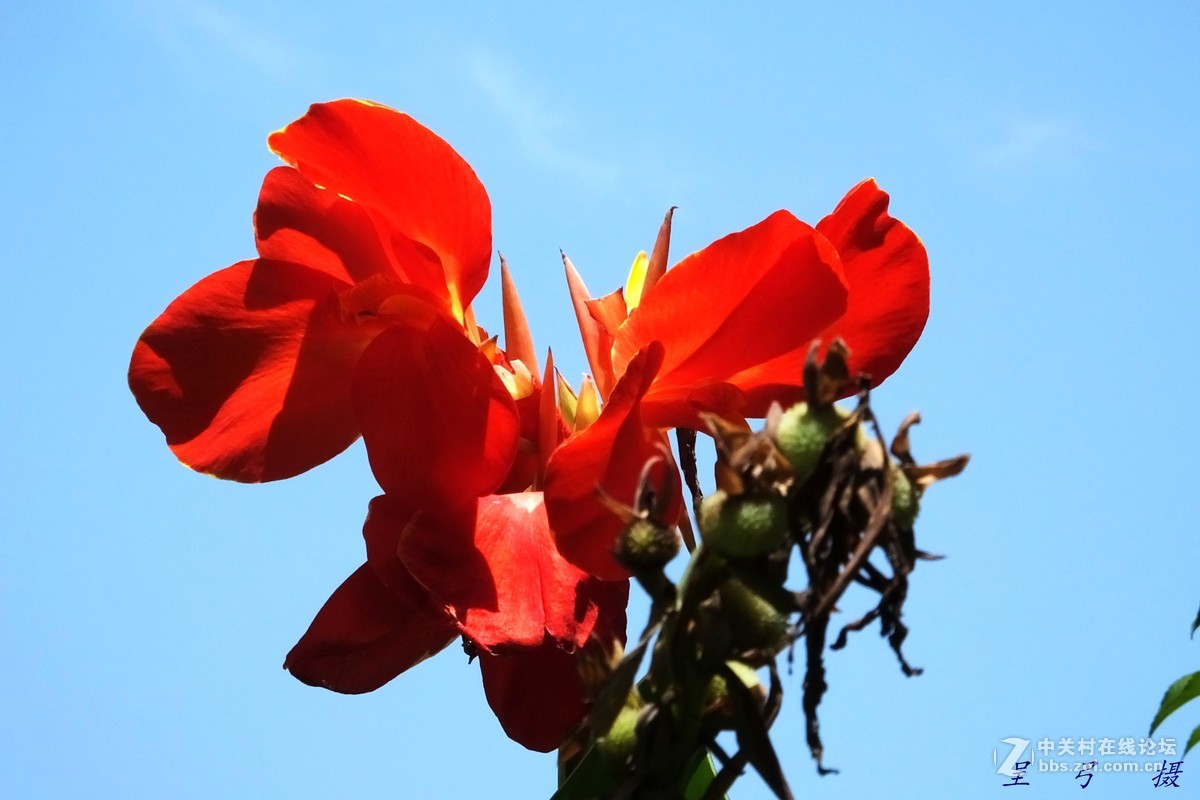 作业片  ------  花