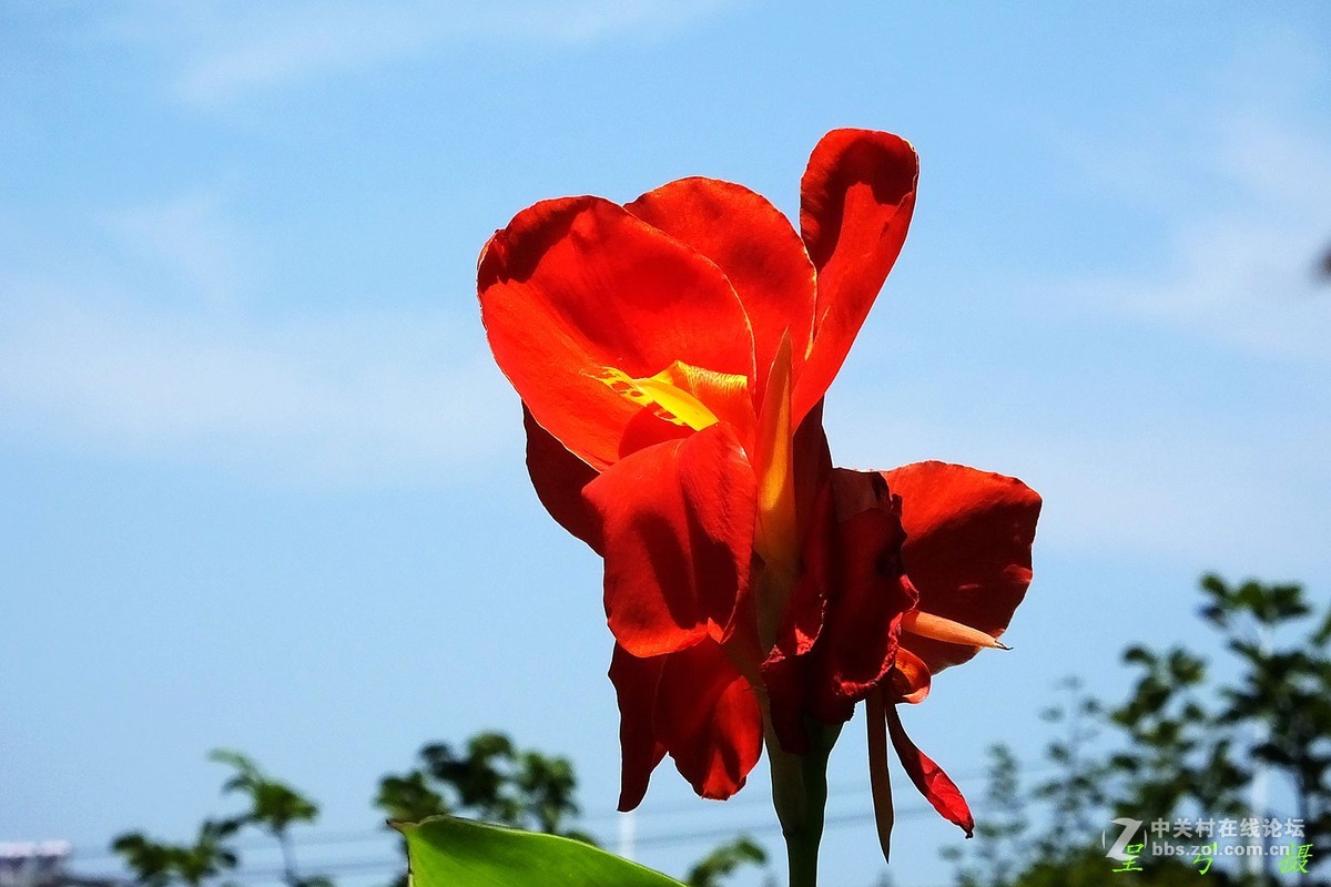 作业片  ------  花