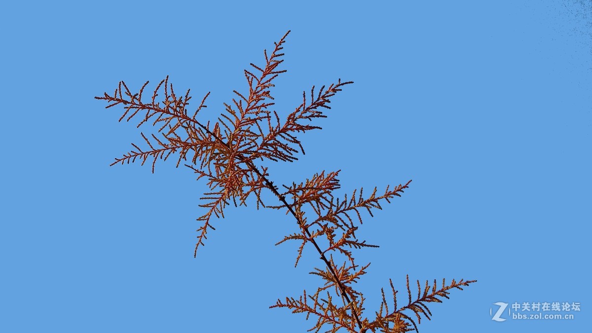 秋天---红柳叶