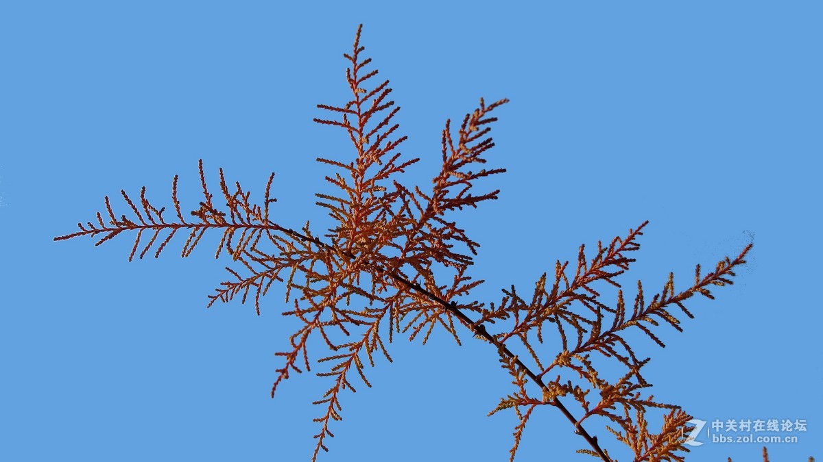 秋天---红柳叶