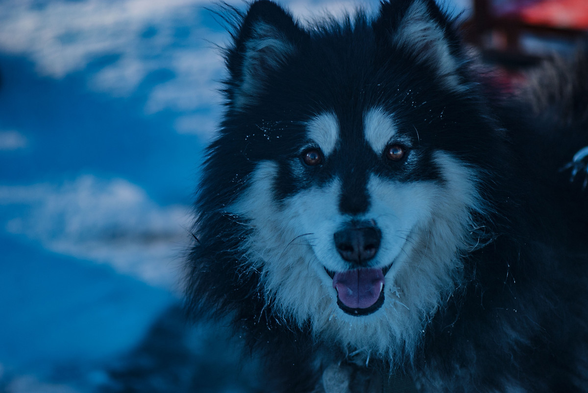 梅里斯冬捕节之风景