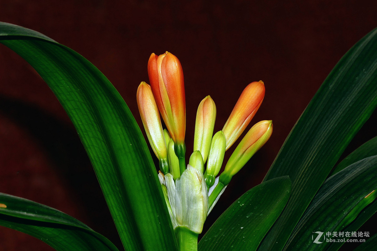 #ZOL月赛-你好2016#兰贺新春