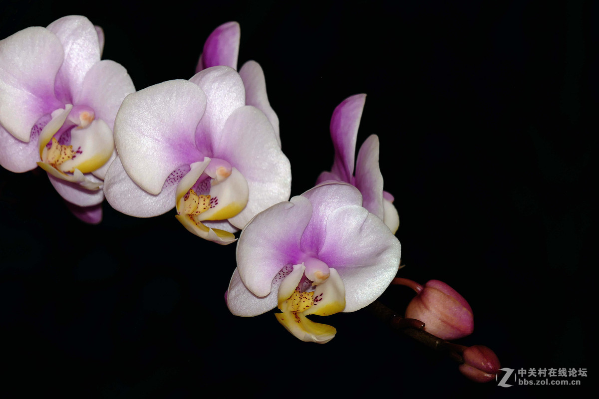 #ZOL月赛-你好2016#兰贺新春