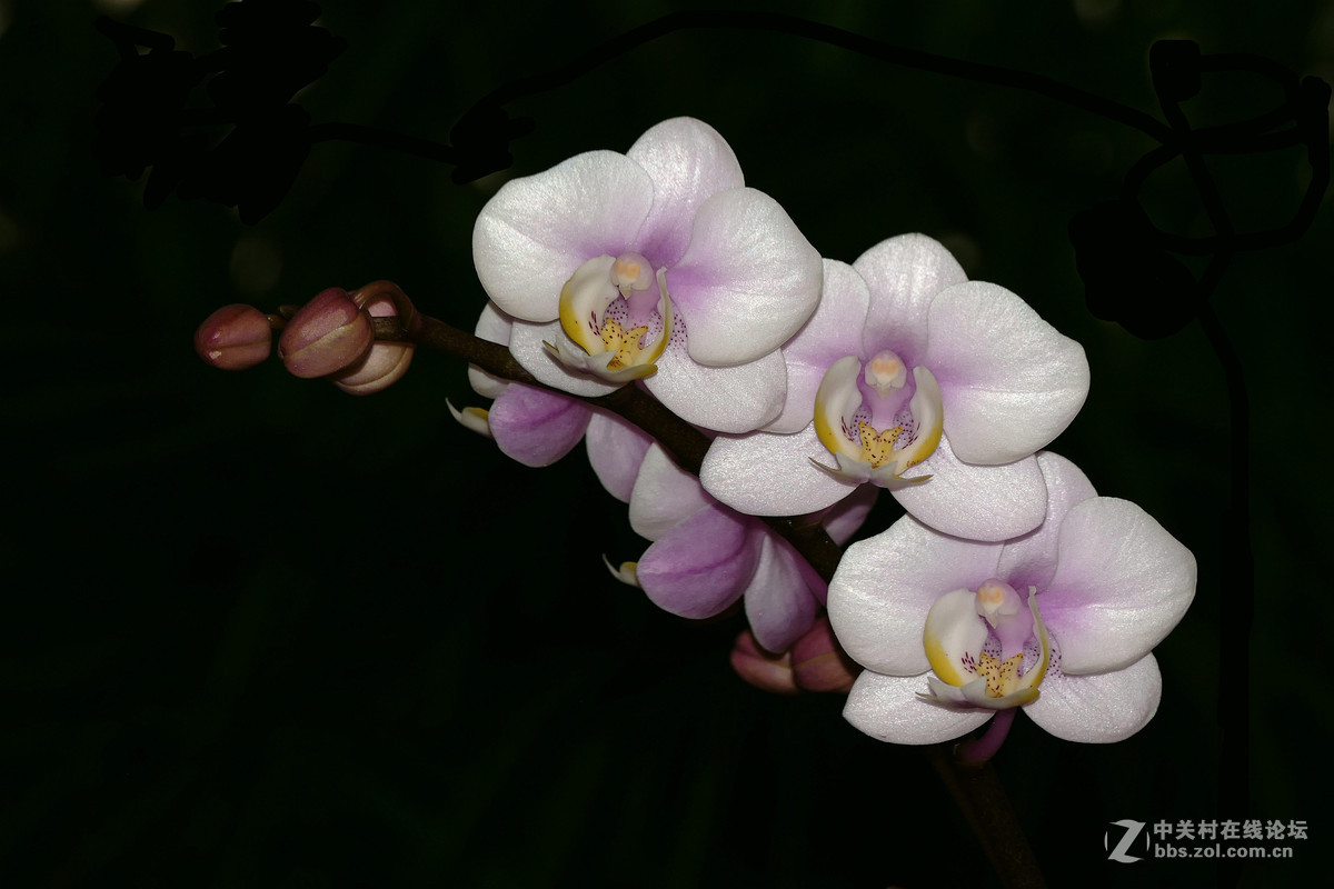 #ZOL月赛-你好2016#兰贺新春