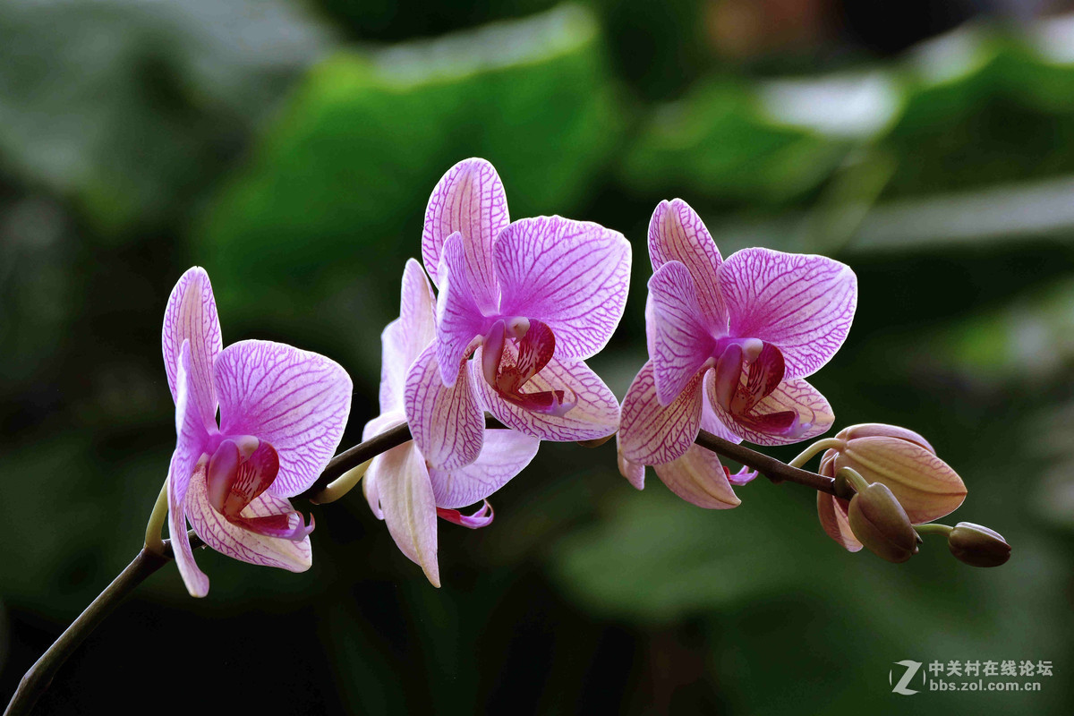 #ZOL月赛-你好2016#兰贺新春