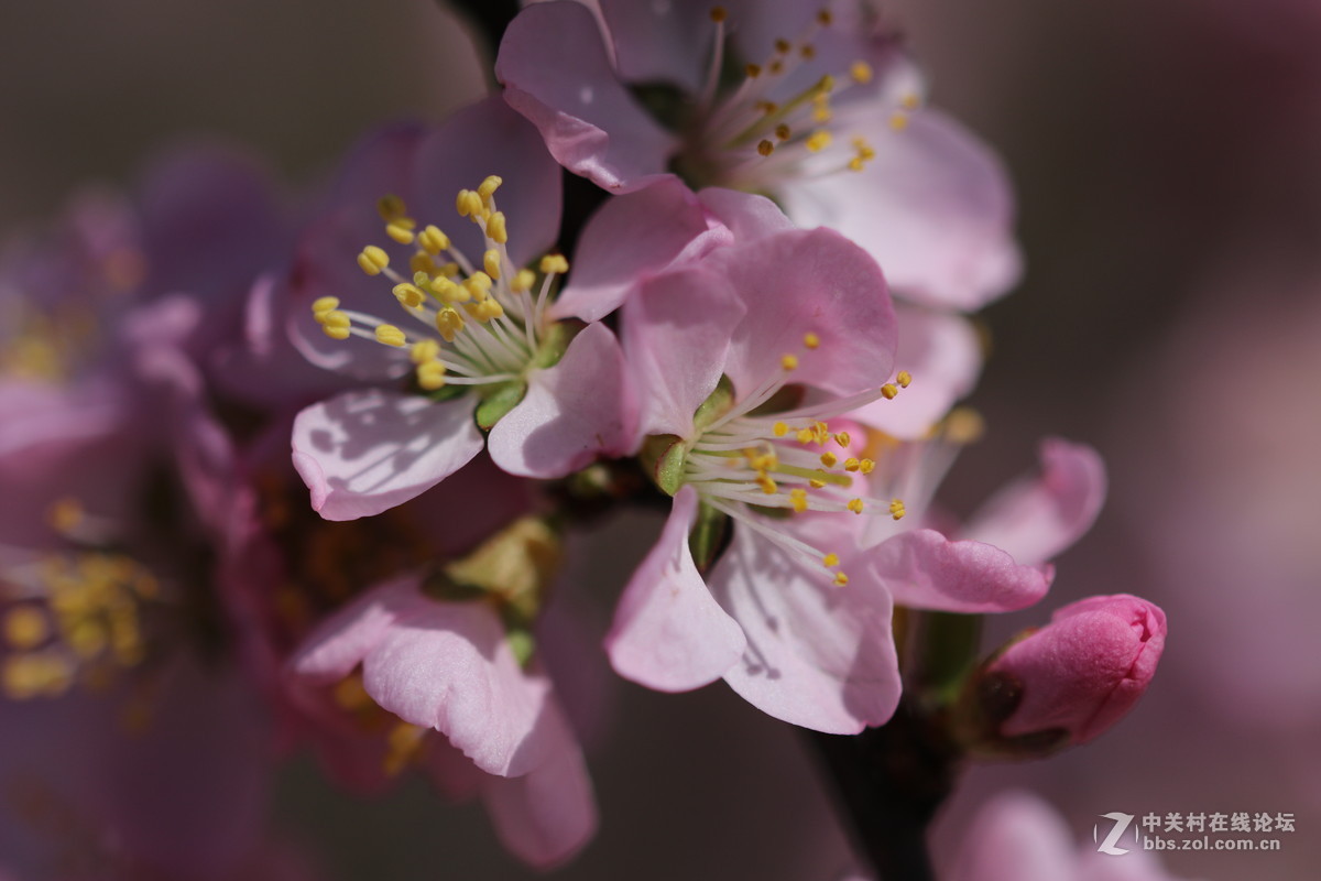 通过适马105微看小花