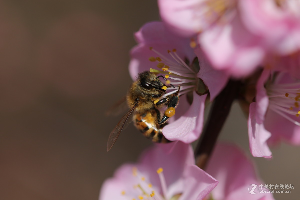 通过适马105微看小花