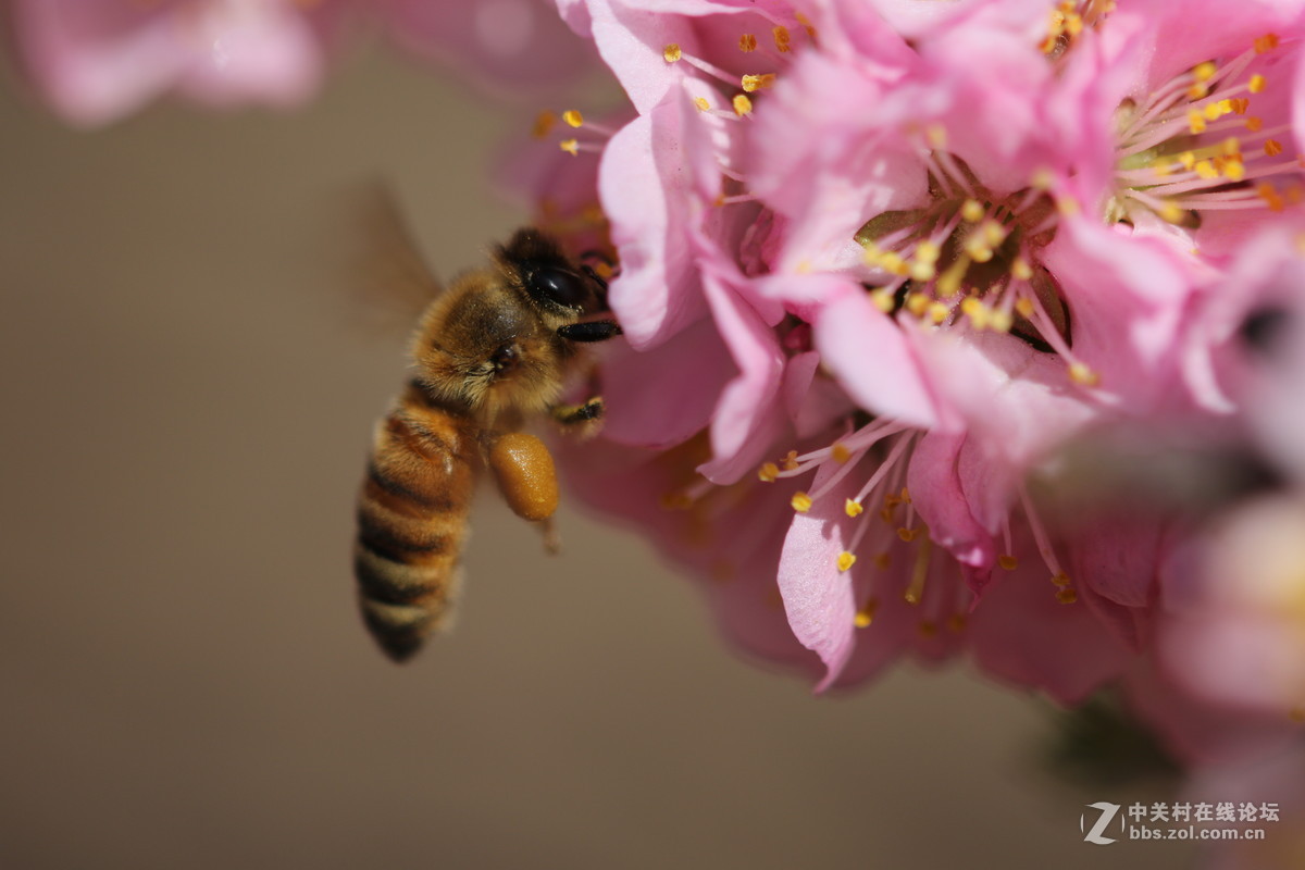 通过适马105微看小花
