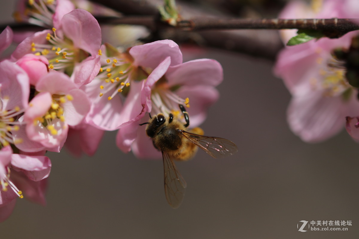 通过适马105微看小花