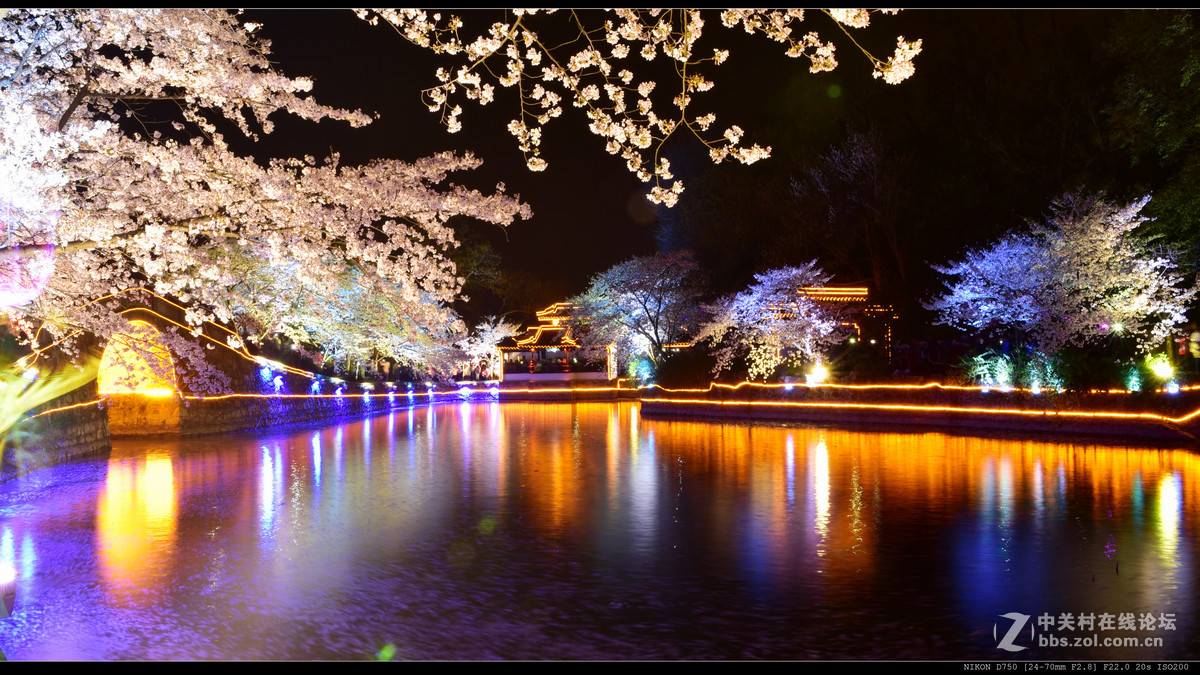 无锡鼋头渚赏夜樱