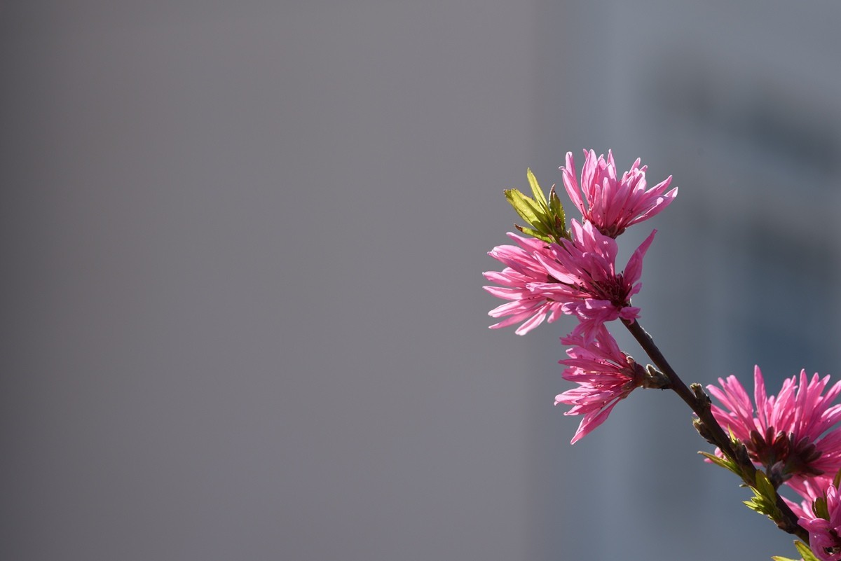 春花随拍