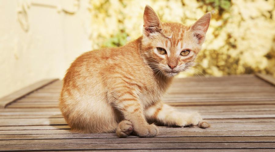 小型数码相机哪个好？亲测这台完胜！