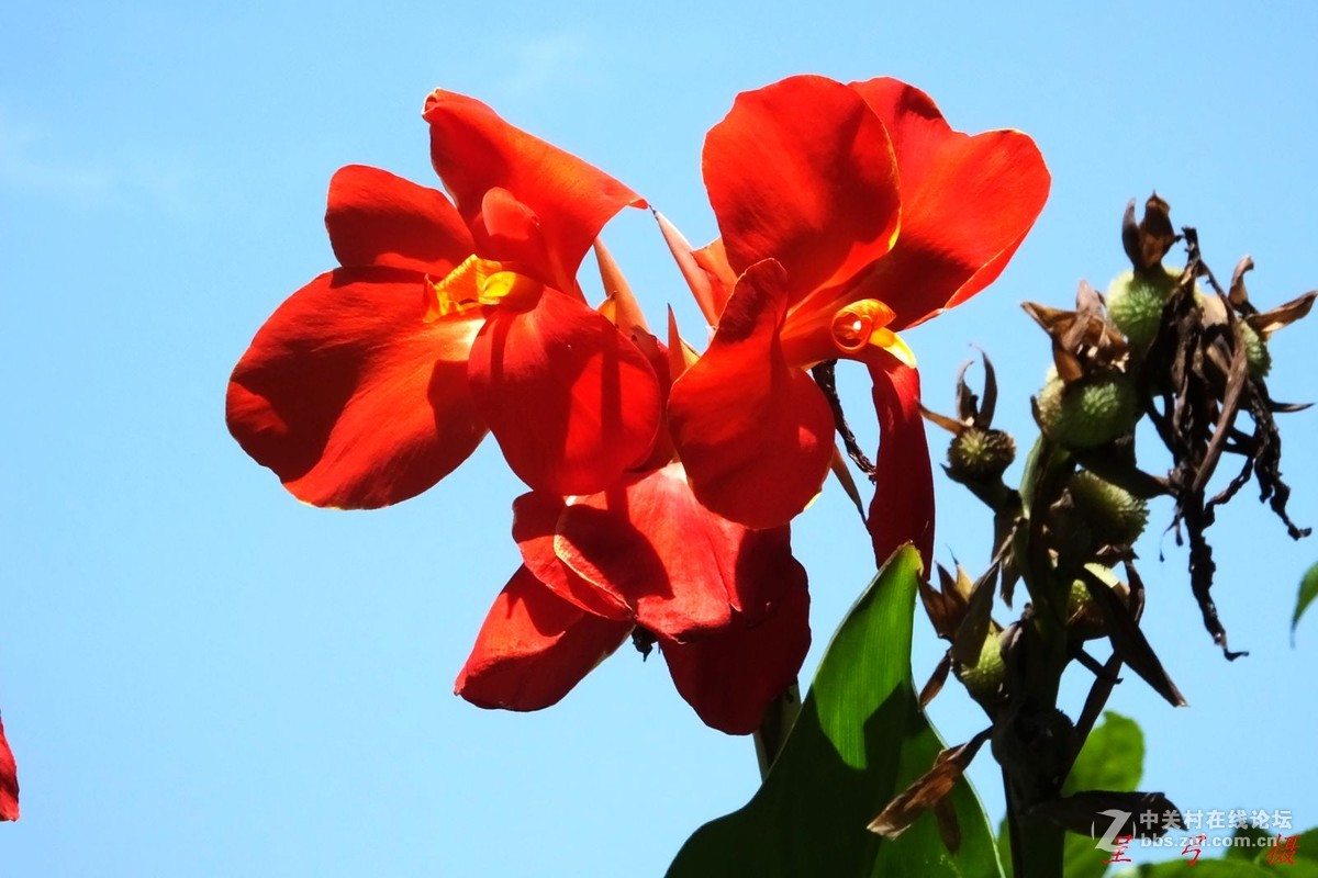 作业片  ------  花