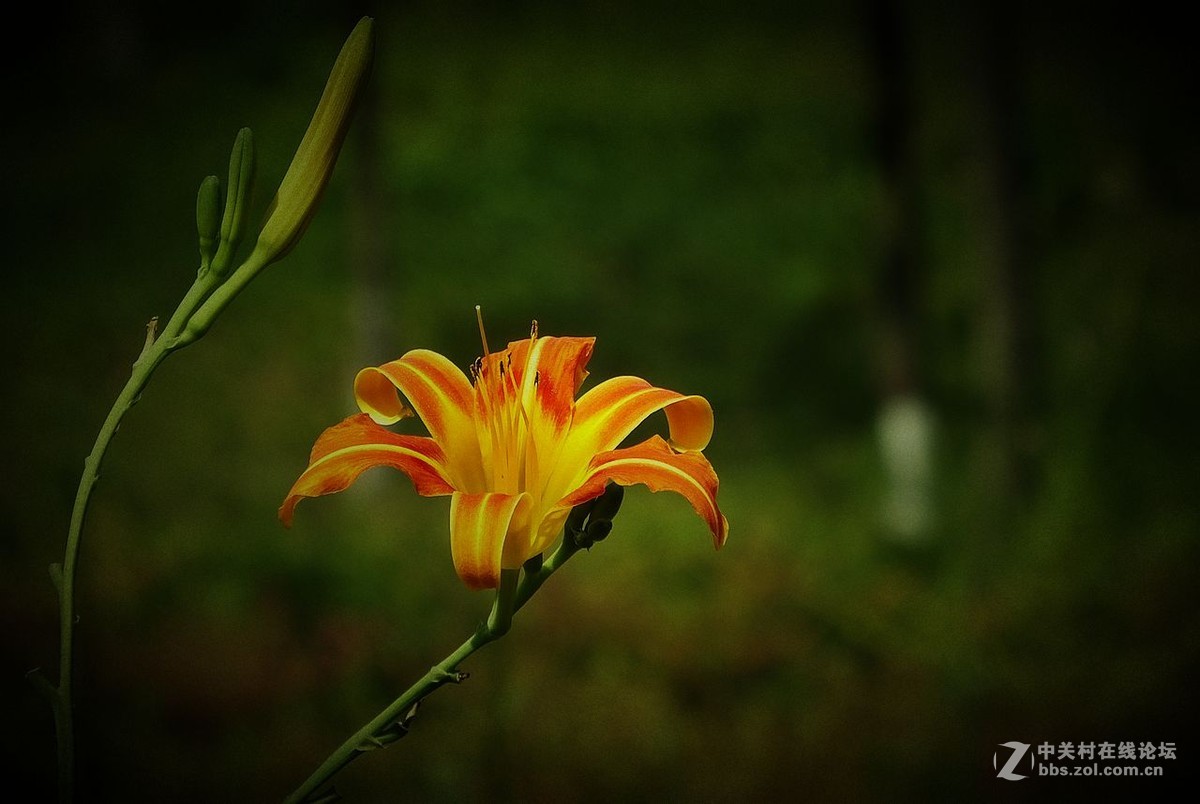 作业片  ------  花