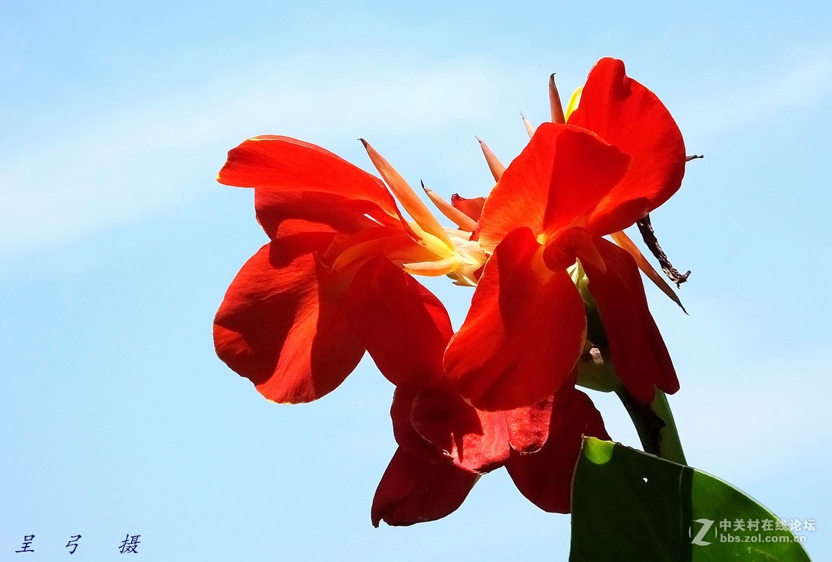 作业片  ------  花