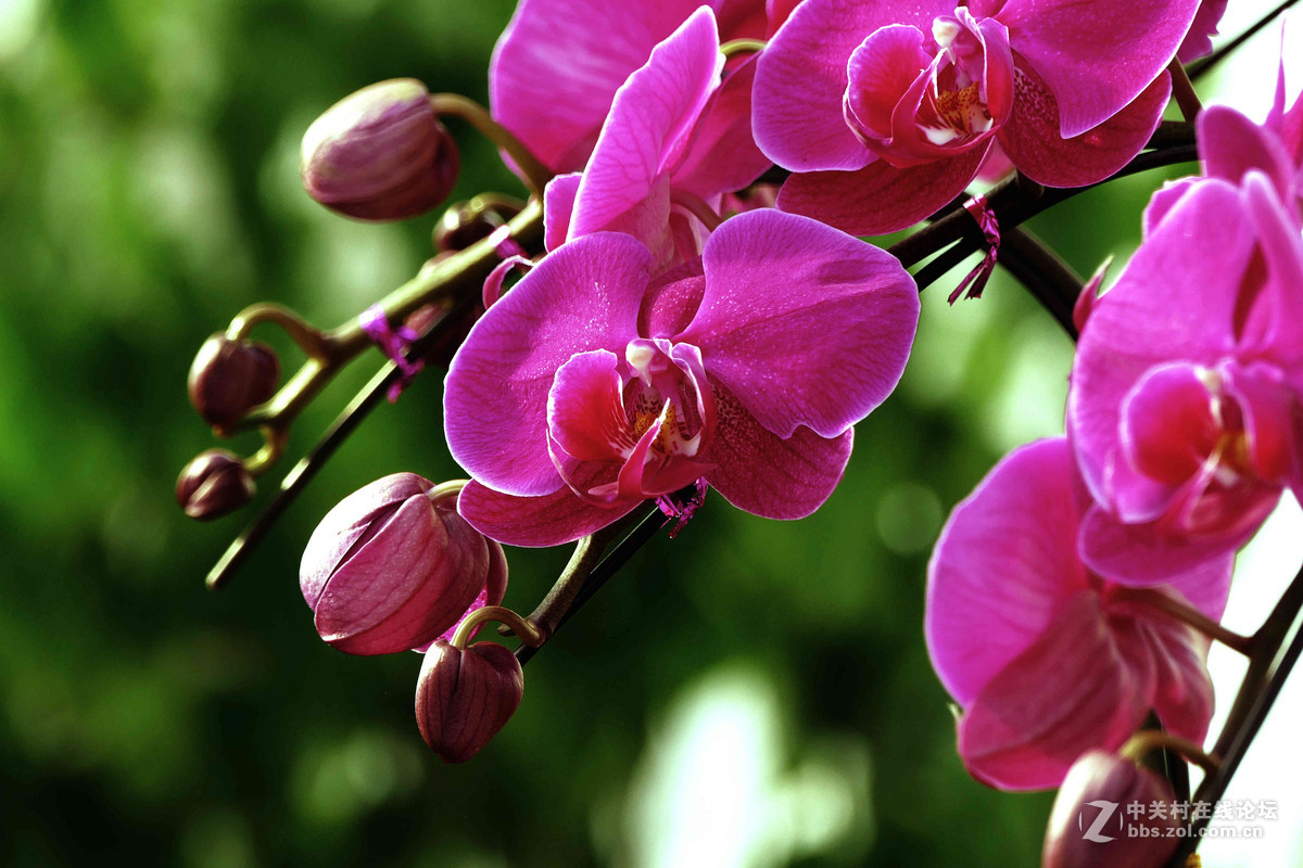 #ZOL月赛-你好2016#兰贺新春