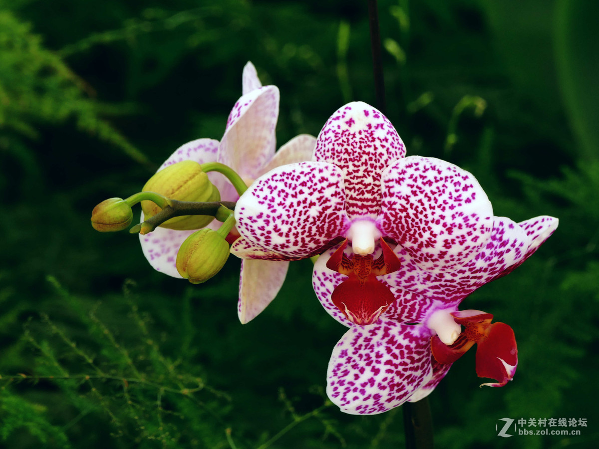 #ZOL月赛-你好2016#兰贺新春