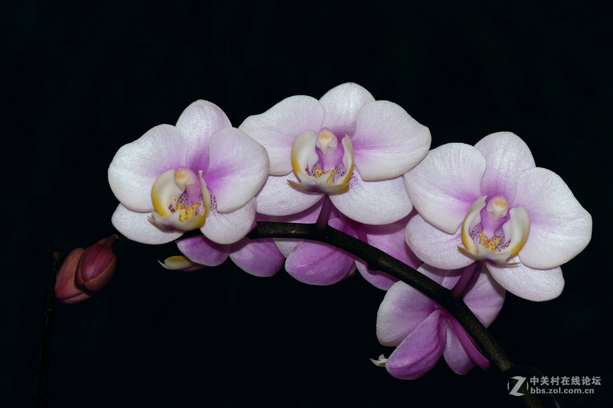 #ZOL月赛-你好2016#兰贺新春