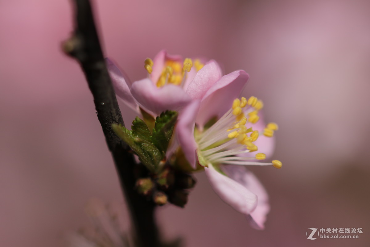 通过适马105微看小花