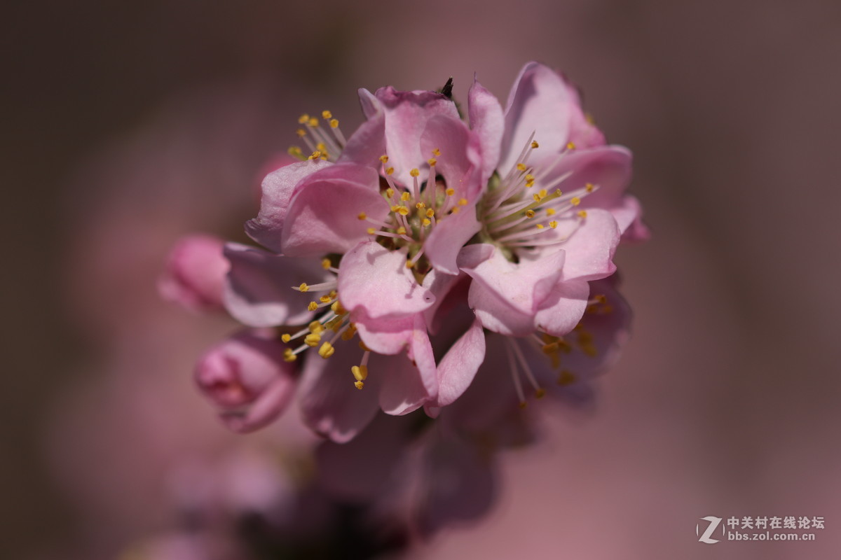 通过适马105微看小花