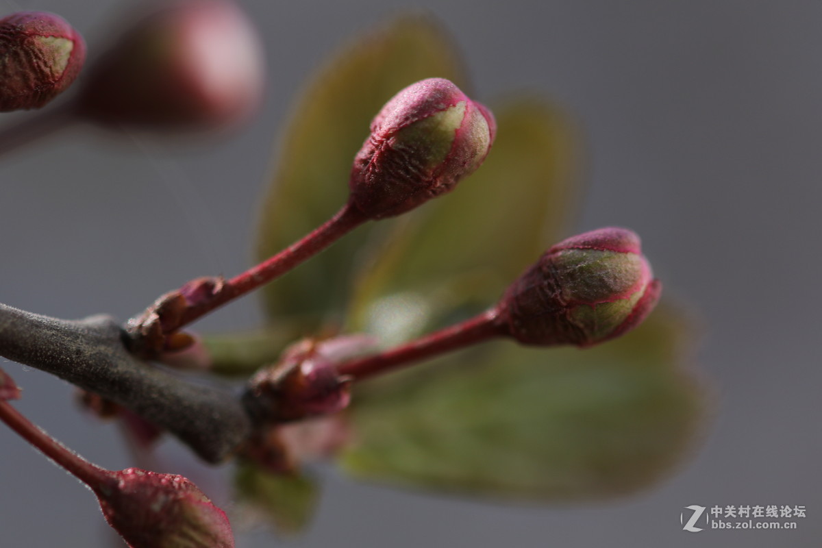 通过适马105微看小花