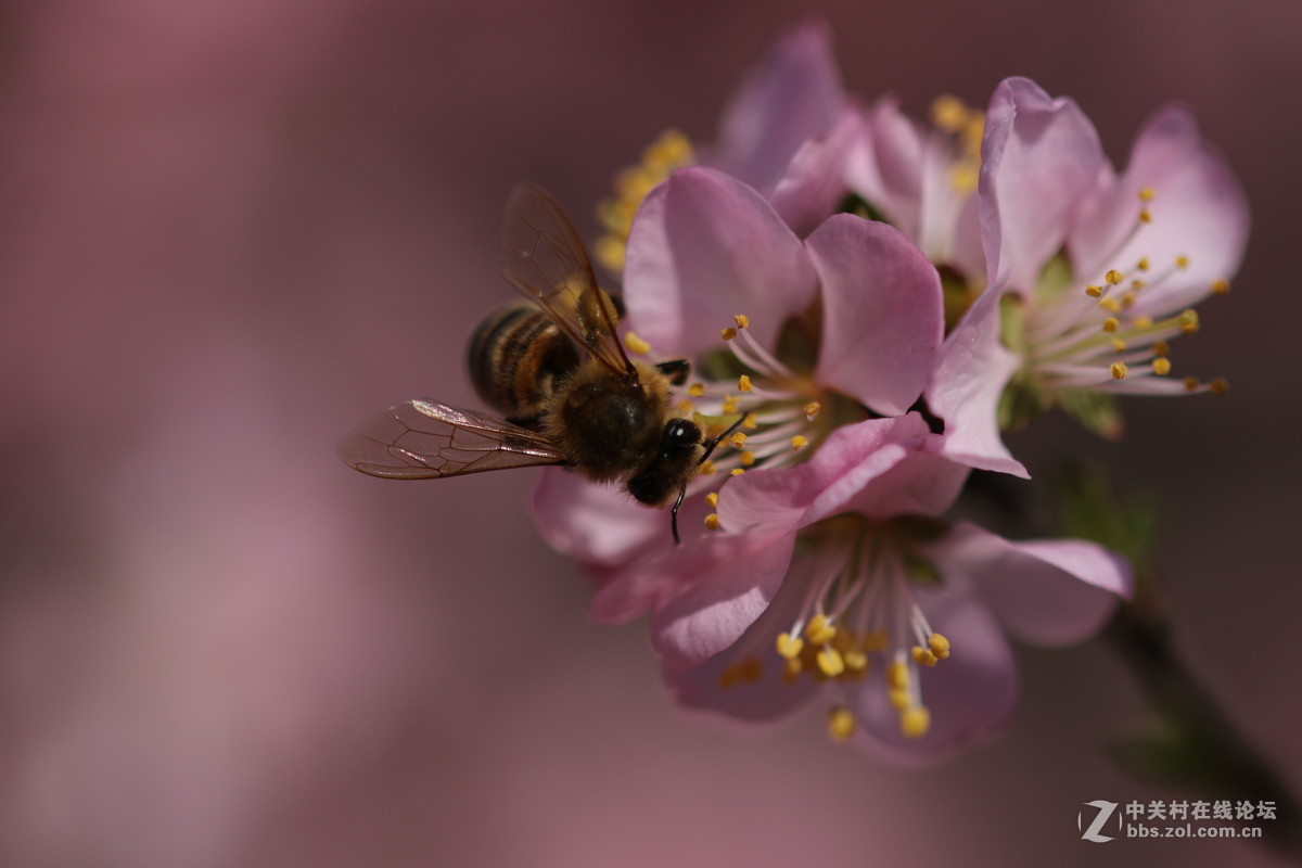 通过适马105微看小花