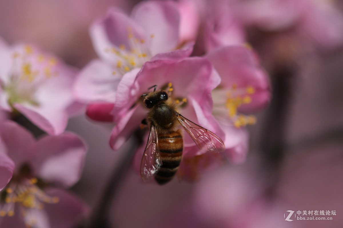 通过适马105微看小花