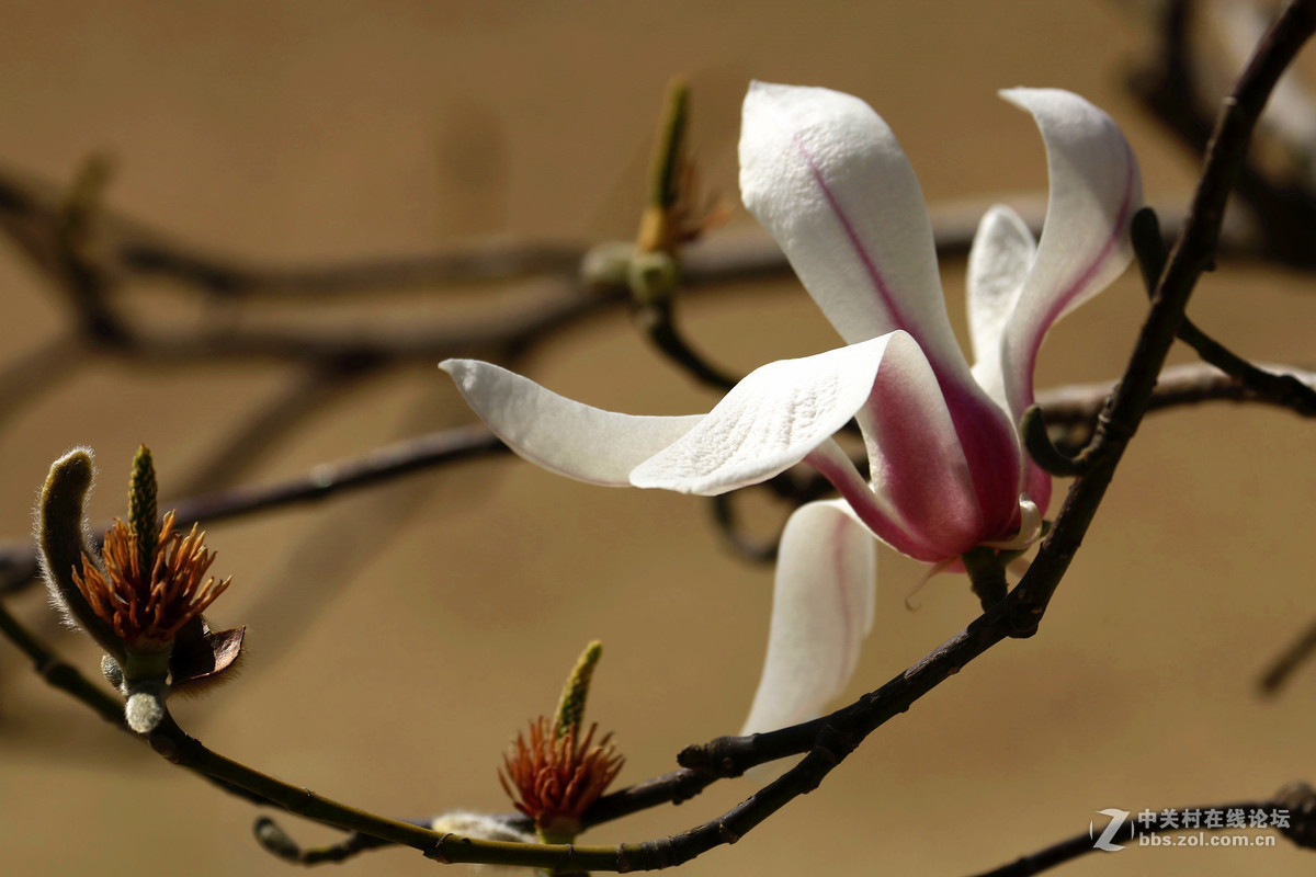 玉兰花3.