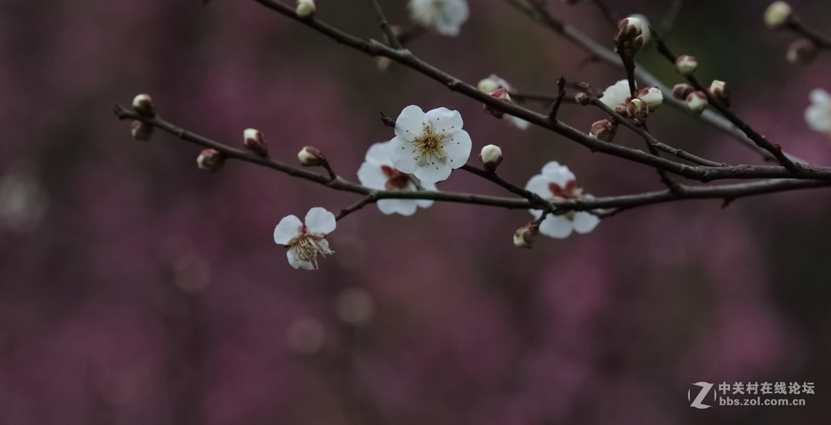 祝阁位师哥师姐新年快乐！