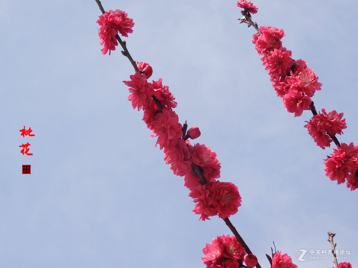 碧桃花（2017.04.09拍）