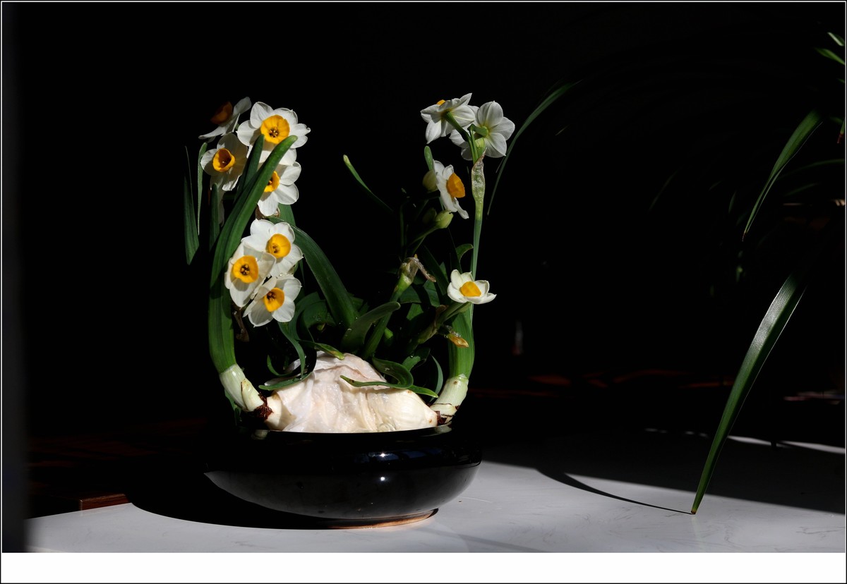 一盆水仙