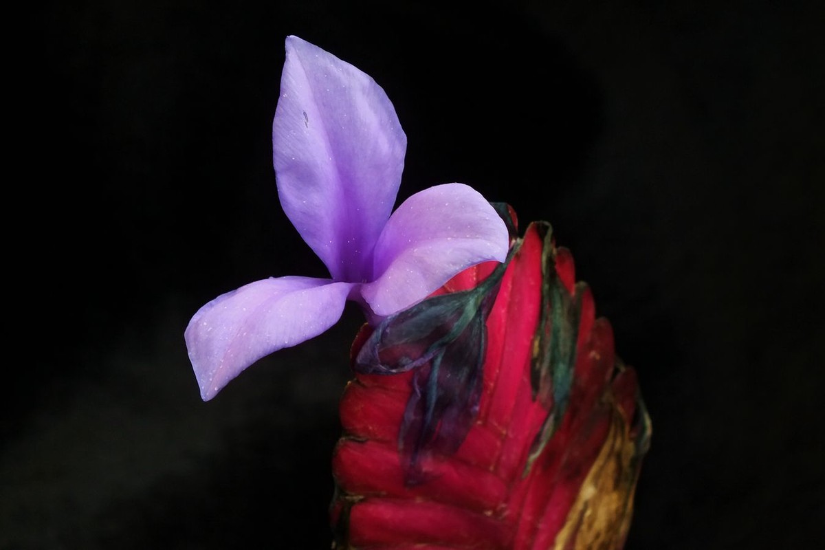 柴花凤梨