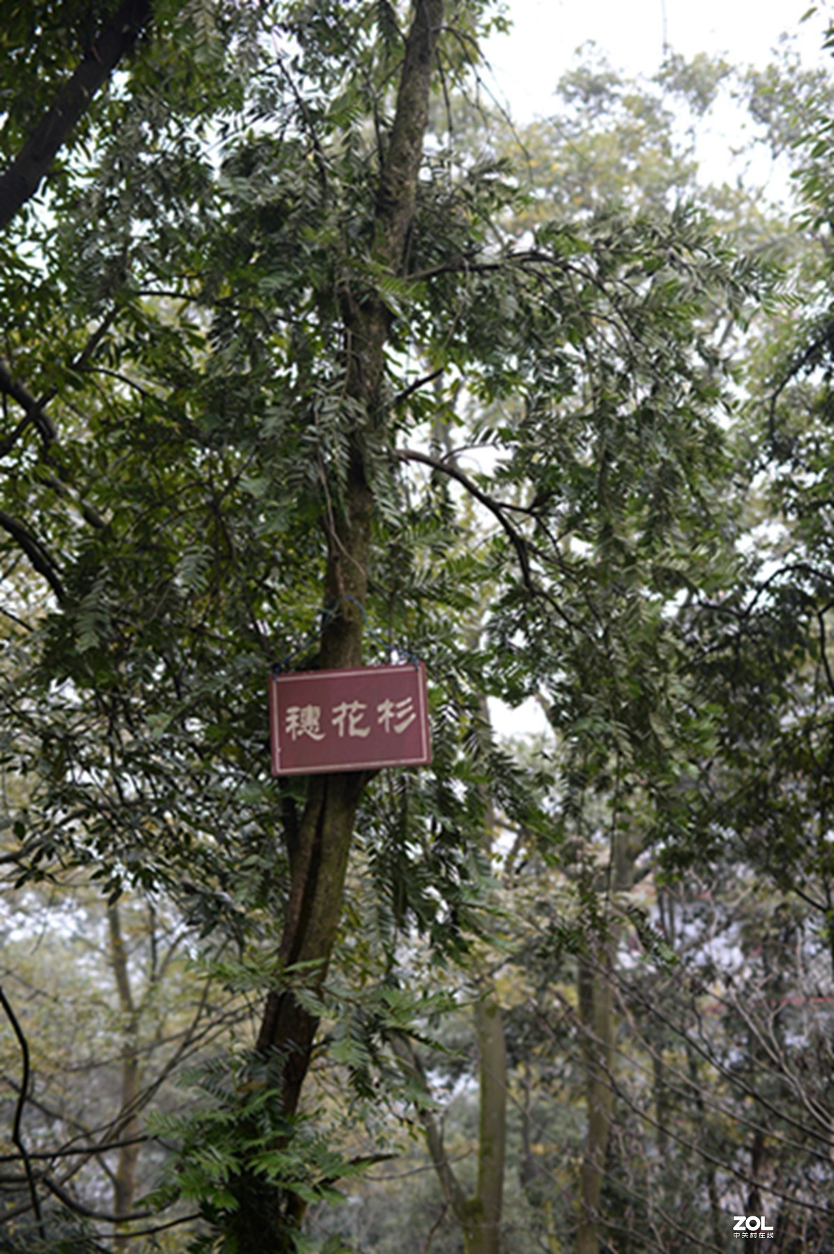 尼康AIS50 1.2游拍圣灯山