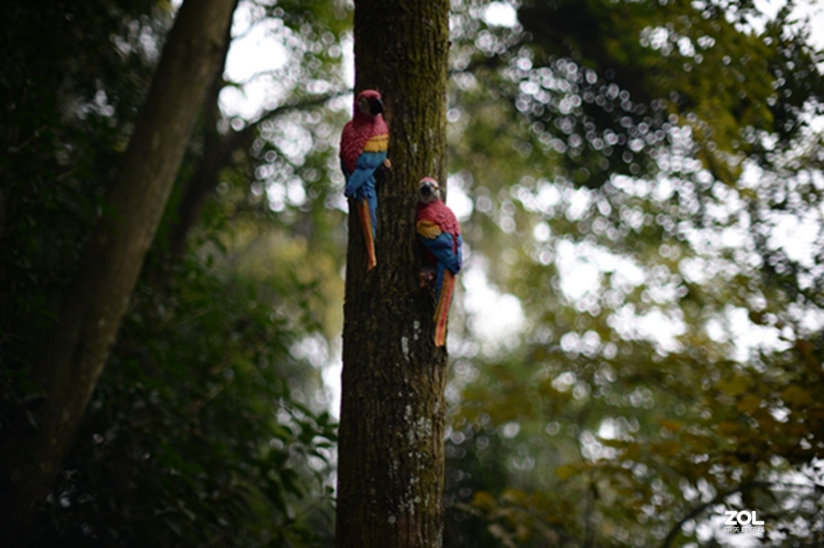 尼康AIS50 1.2游拍圣灯山