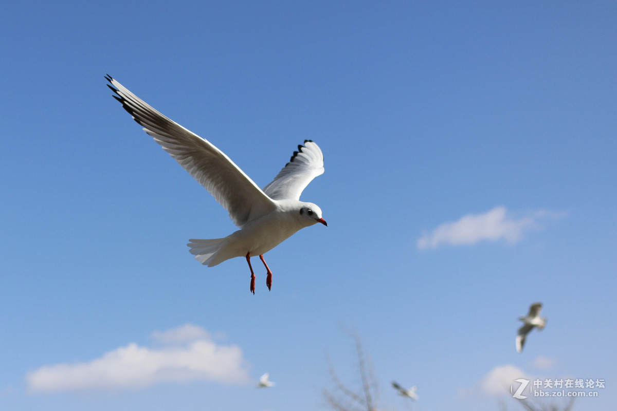40饼干头抓拍的红嘴鸥