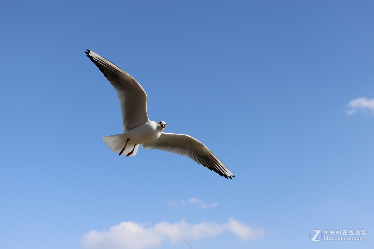 40饼干头抓拍的红嘴鸥