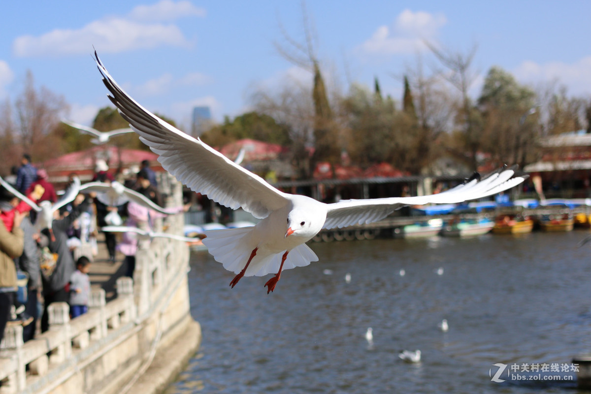 40饼干头抓拍的红嘴鸥