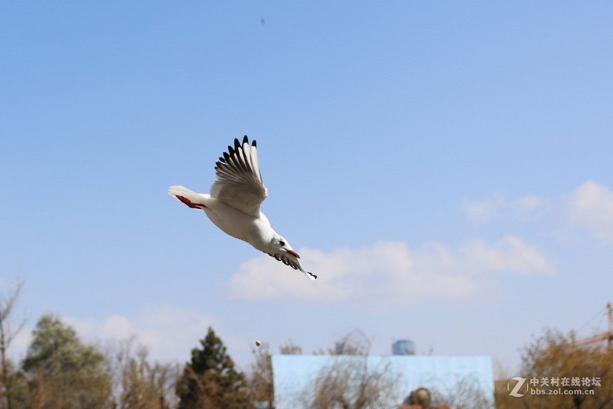 40饼干头抓拍的红嘴鸥