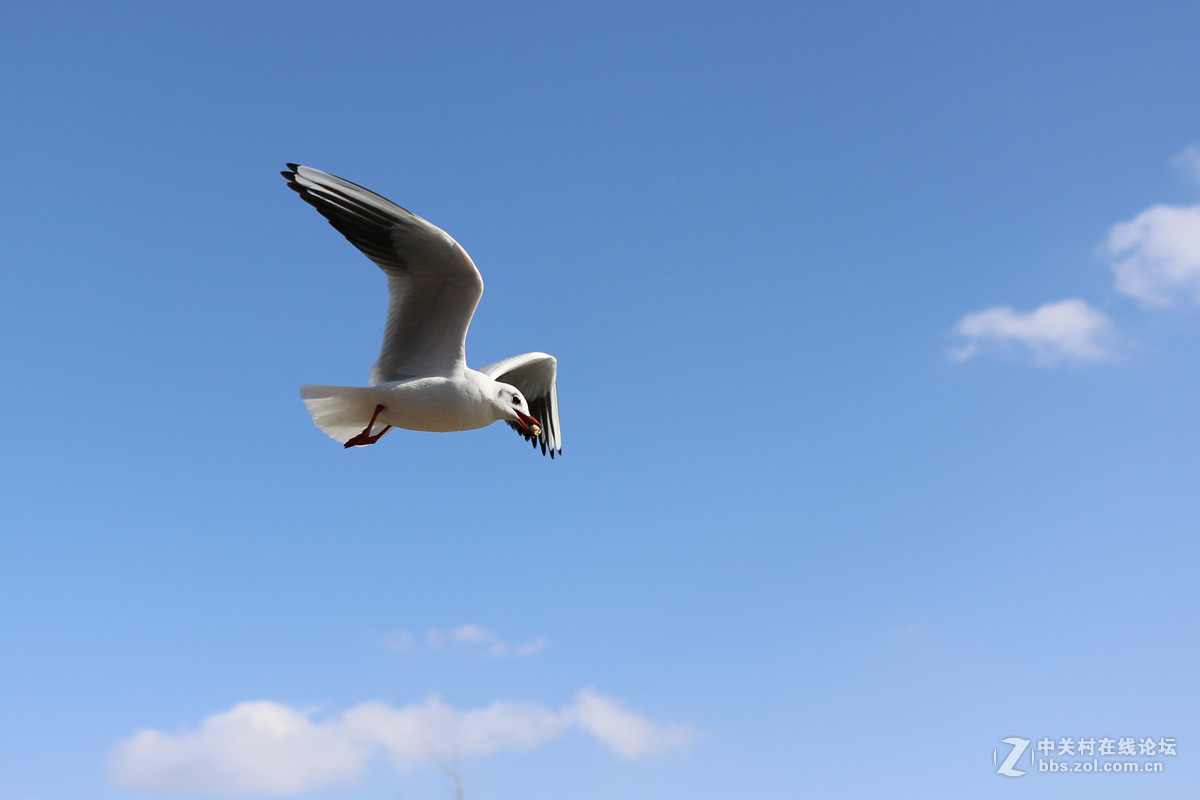 40饼干头抓拍的红嘴鸥