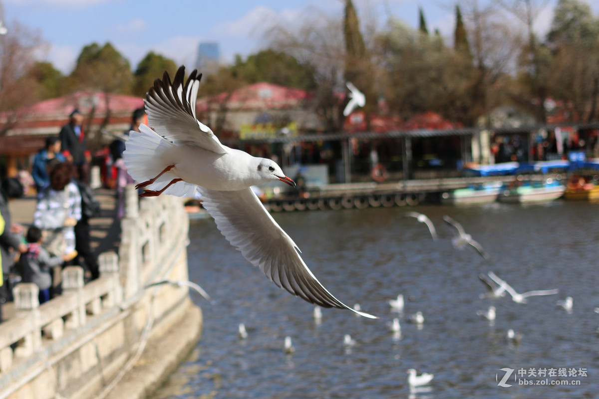 40饼干头抓拍的红嘴鸥