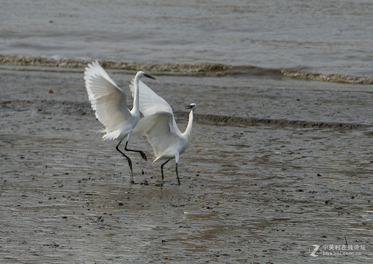 退潮后的黄浦江成了白鹭的天堂